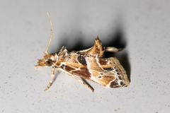 Neodavisia melusina