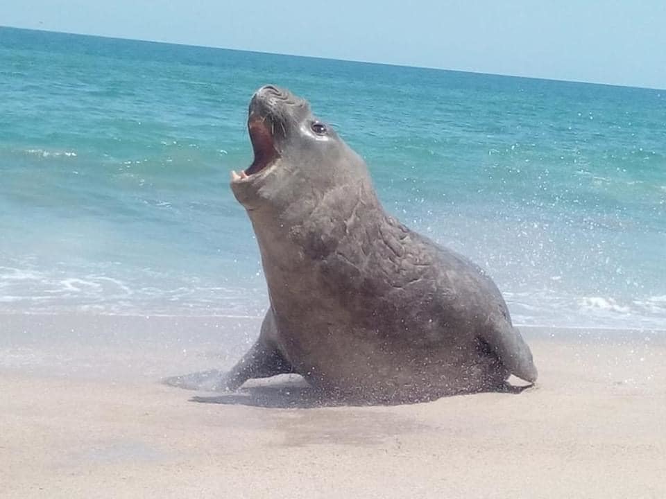 elefante marino