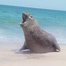 Southern Elephant Seal - Photo (c) Antonio Tello, some rights reserved (CC BY-NC), uploaded by Antonio Tello
