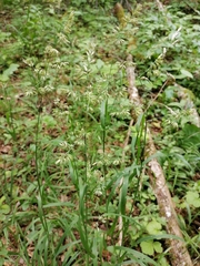 Dactylis glomerata lobata