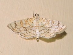 Haritalodes