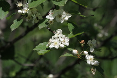 Crataegus macracantha