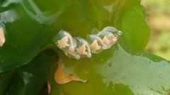 Tritia reticulata