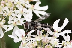 Leucozona laternaria
