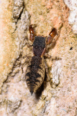 Cheliferoides segmentatus