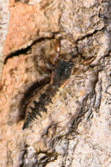 Cheliferoides segmentatus