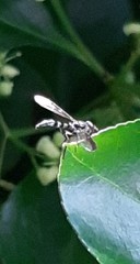 Pelecinobaccha costata