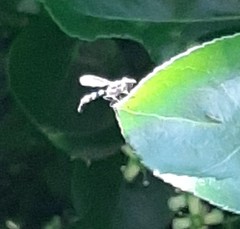 Pelecinobaccha costata
