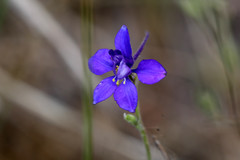 Delphinium consolida