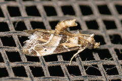 Neodavisia melusina