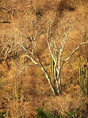Conzattia multiflora