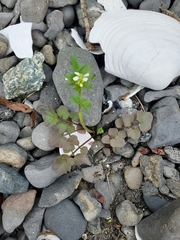 Cardamine umbellata