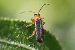 Cantharis nigra