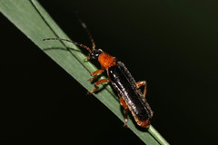 Cantharis nigra