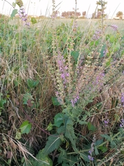Salvia pratensis haematodes