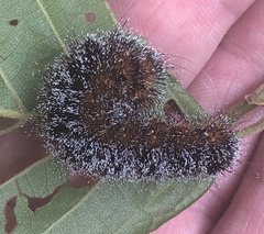Acronicta hastulifera