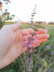 Salvia pratensis haematodes