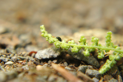 Brachypterus