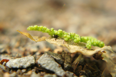 Brachypterus