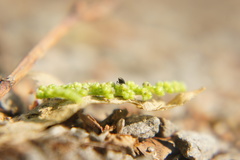 Brachypterus