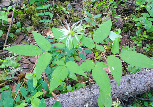 Alpine Clematis