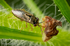 Geocoris punctipes