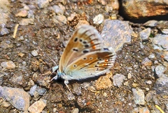 Polyommatus golgus