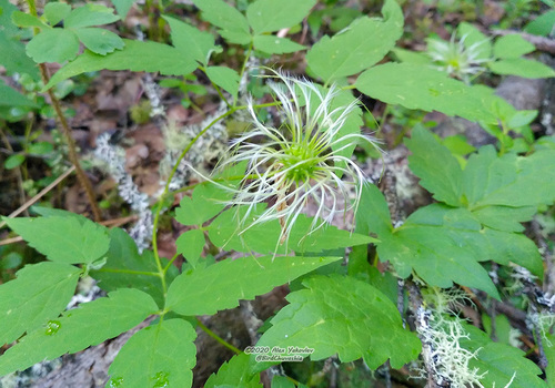 Alpine Clematis