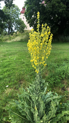 Verbascum speciosum