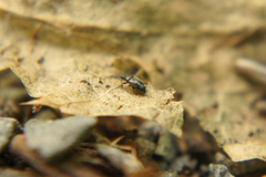 Brachypterus