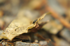 Brachypterus