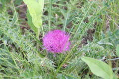 Cirsium drummondii