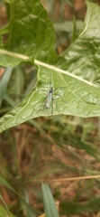 Ptychoptera quadrifasciata
