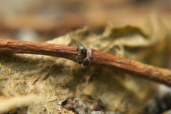 Brachypterus