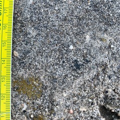 Xanthocarpia feracissima