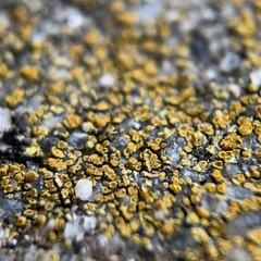 Xanthocarpia feracissima