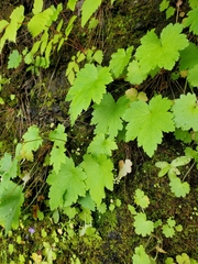 Heuchera glabra