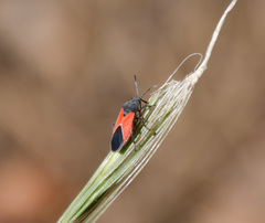 Melanopleurus belfragei