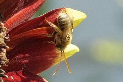 Melissodes agilis