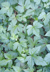 Rubus humulifolius