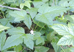 Rubus humulifolius