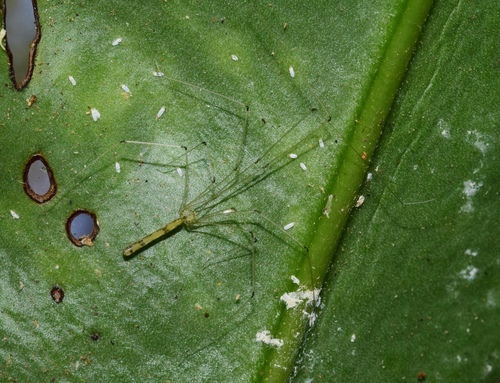 Slender Cellar Spider