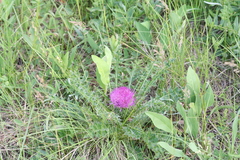 Cirsium drummondii