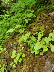 Nabalus alatus