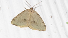 Macaria evagaria