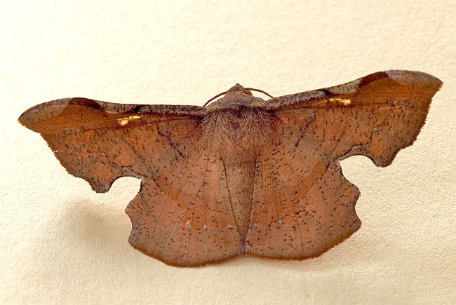 Fascellina chromataria