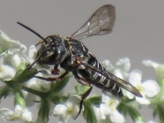 Synocoelioxys