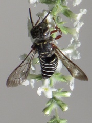 Synocoelioxys