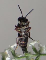Synocoelioxys