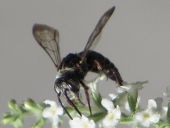 Synocoelioxys